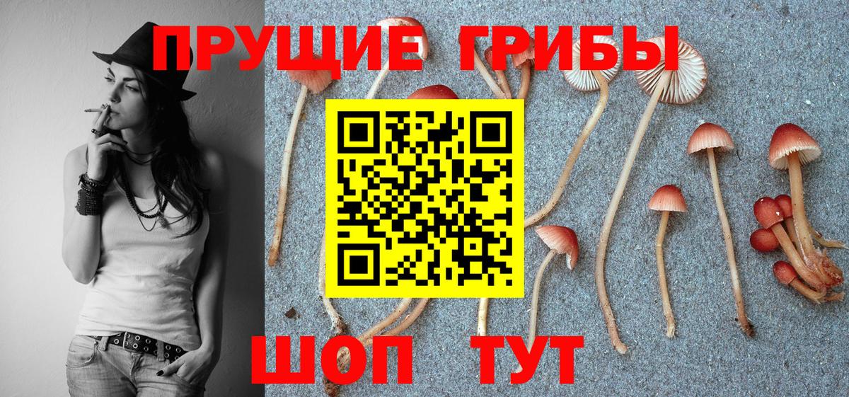 Галлюциногенные грибы Psilocybe Лесосибирск